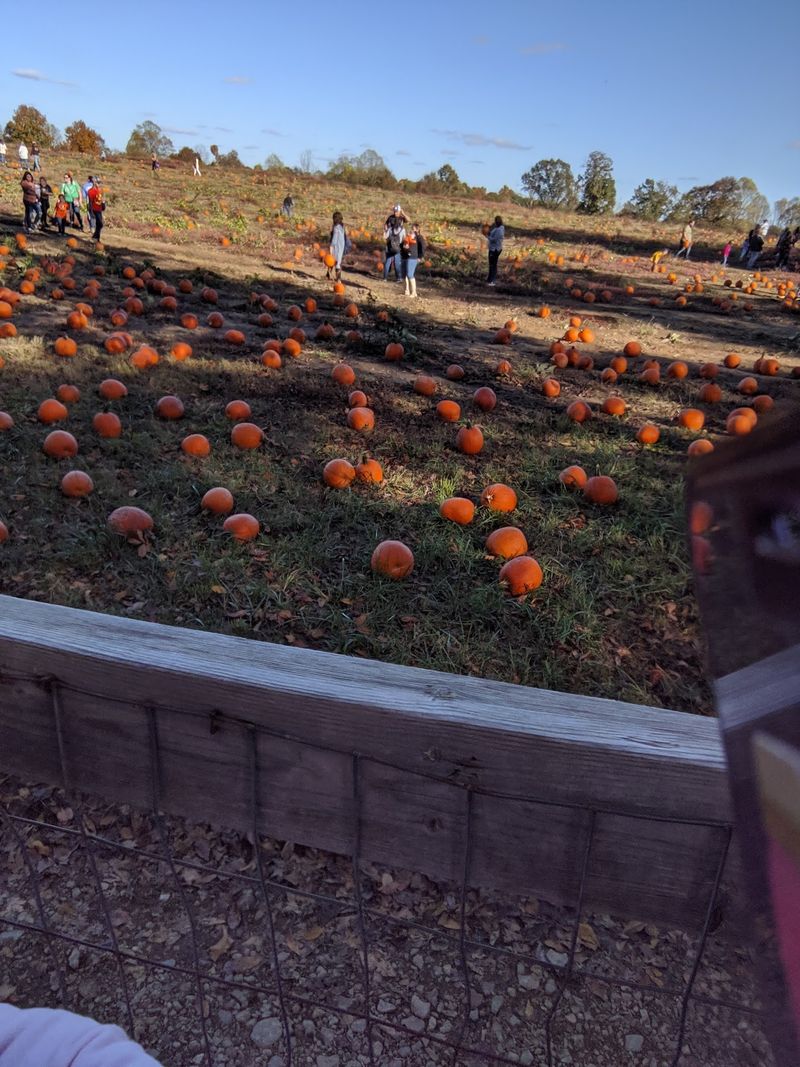 Pick Your Perfect Pumpkin Right Off The Vine
