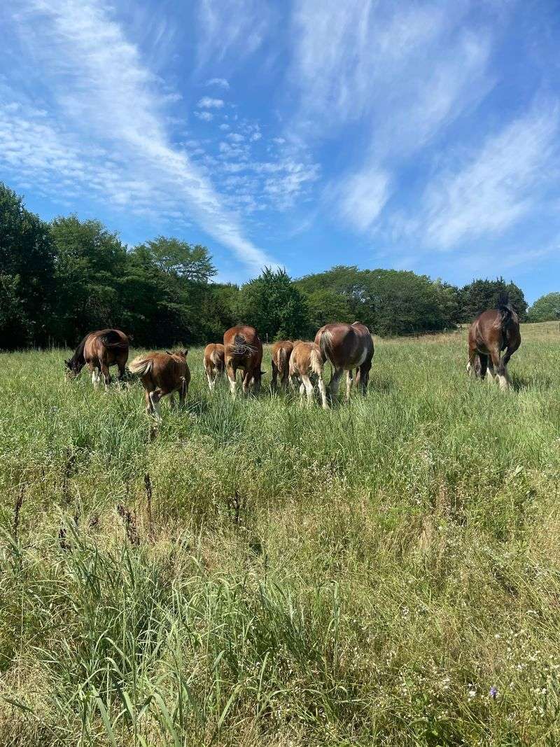 More Than 30 Clydesdales And Draft Horses Pull Wagons At This Working Nebraska Farm - Decor Hint Horse Lovers, Farm Kids, And Nostalgia Seekers Fit Right In