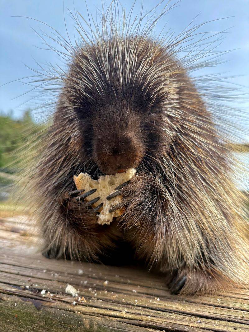 This North Carolina Safari Lets You Hold Hands With Tiny Otters, And They Might Even High Five You - Decor Hint Go Big With The Tour That Lives Up To Its Silly Name