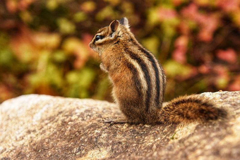 Huckleberries, Chipmunks, And A Few Bugs