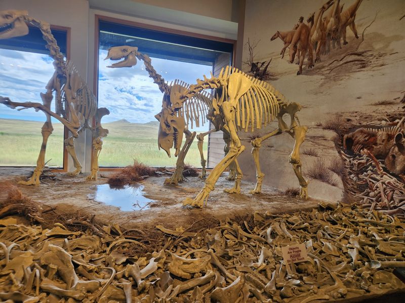How A Ranch Romance Turned Up A Fossil Jackpot