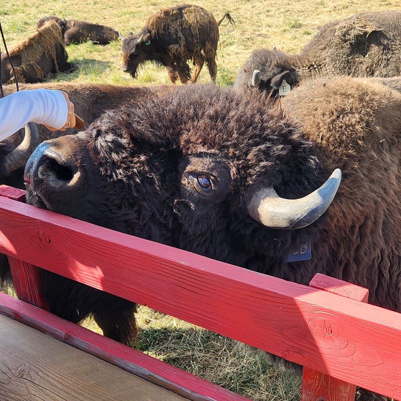 This Idaho Ranch Sells Grass-Fed Bison Straight From The Pasture - Decor Hint Hold Out Your Hand and Let a Bison Do the Rest