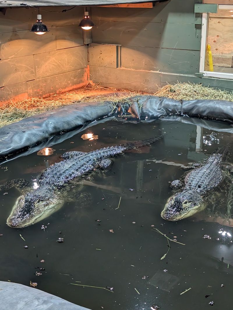Hundreds Of Reptiles From Around The World Live Inside This Small Idaho ...