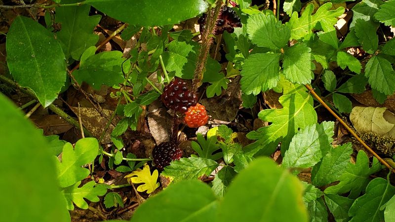 Pecans, Blackberries, And Muscadines Are Already Waiting For You