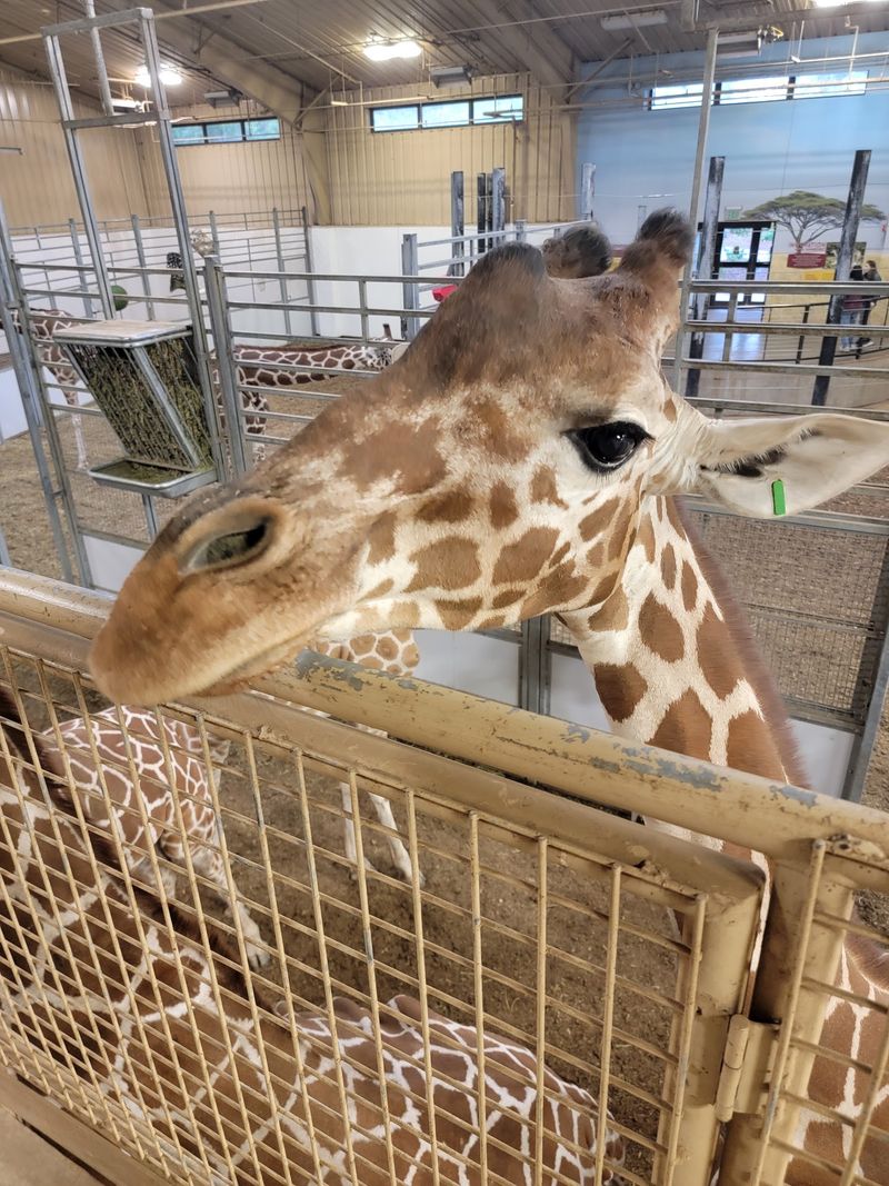 Climb Upstairs, Feed Lettuce To Giraffes, And Even Pet Them At This Nebraska Zoo - Decor Hint Behind The Barn Doors With The Herd's Caretakers