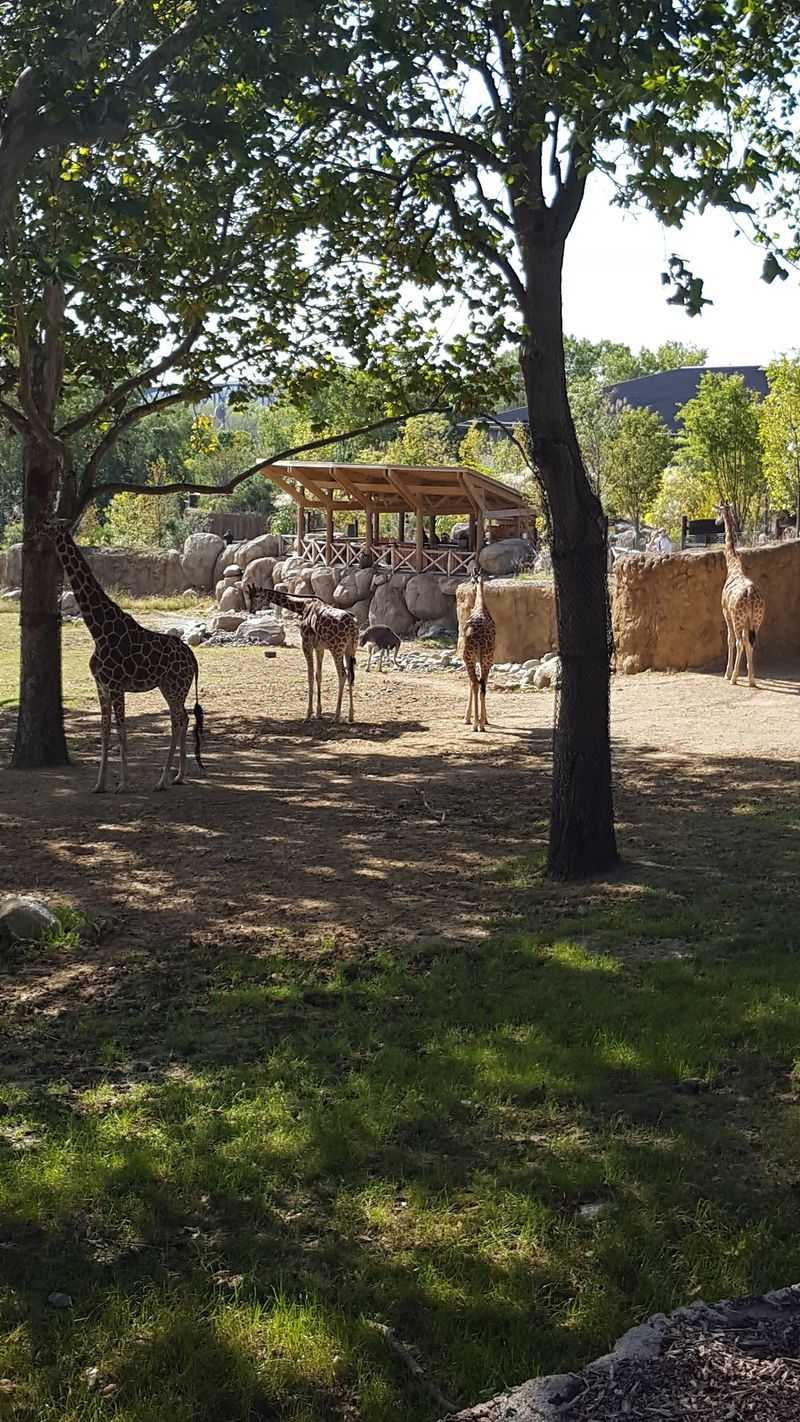 Climb Upstairs, Feed Lettuce To Giraffes, And Even Pet Them At This Nebraska Zoo - Decor Hint The Long Road From A Little Riverview Menagerie