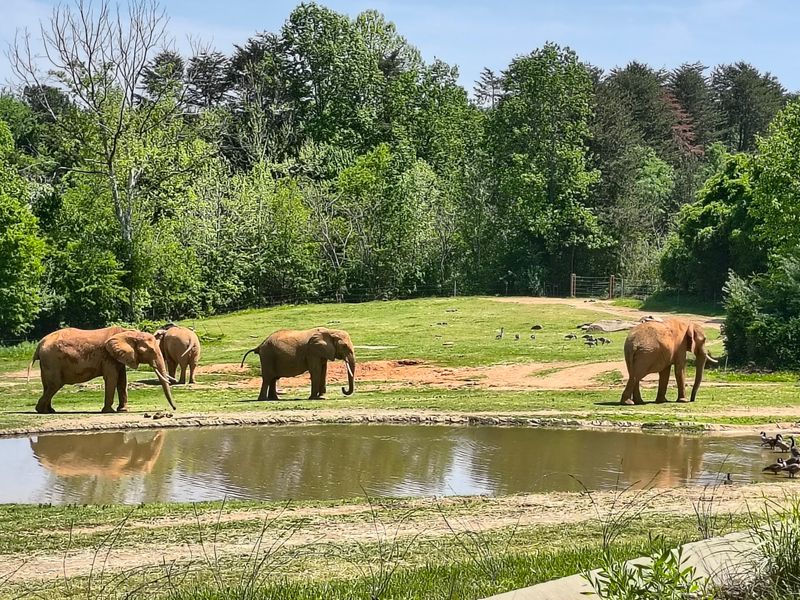 North Carolina Hides A 40-Acre African Wildlife Paradise Where Giant Elephants Roam - Decor Hint Meet The Herd Before You Meet Their Trunks