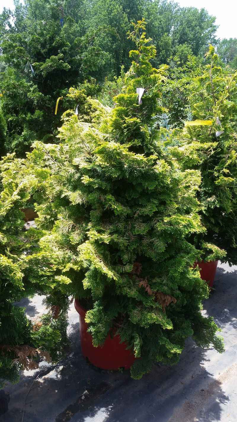 Japanese Maples In Every Shade Imaginable