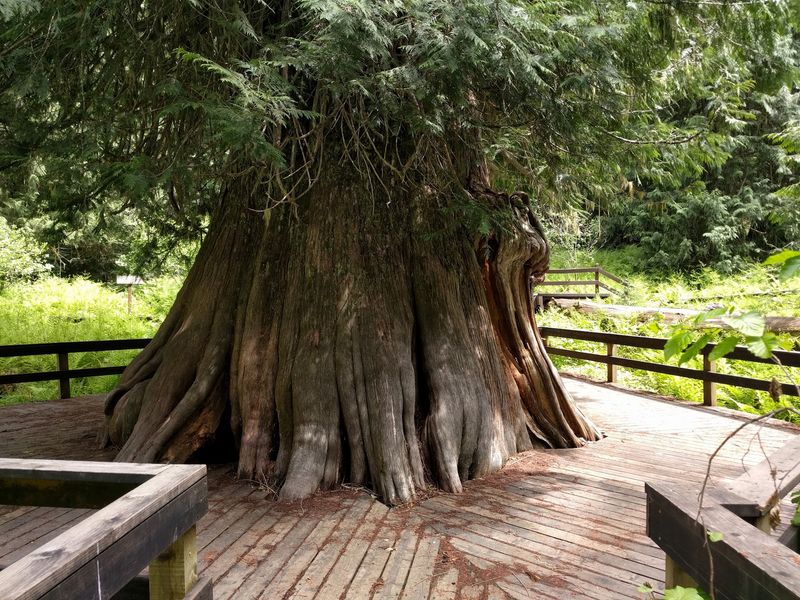 This Idaho Forest Lets You Walk Among Cedars That Were Already Growing Centuries Before Statehood - Decor Hint Trees That Got A Thousand-Year Head Start On Idaho