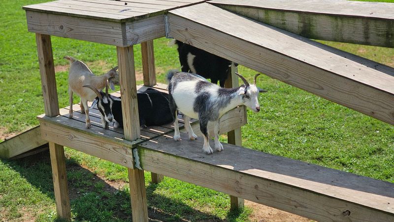 The Amish Store In Pennsylvania Where You Buy Warm Homemade Pretzels, Frosted Lemonade, And Handmade Crafts - Decor Hint Goats, A Playground, And Rocking Chairs Out Back
