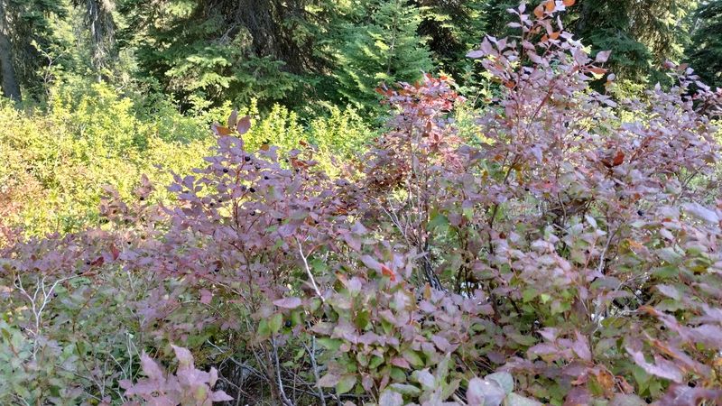 The 4-Mile Idaho Trail That Climbs Granite To Reach An Alpine Lake In The Selkirks - Decor Hint Huckleberry Season On The Slopes