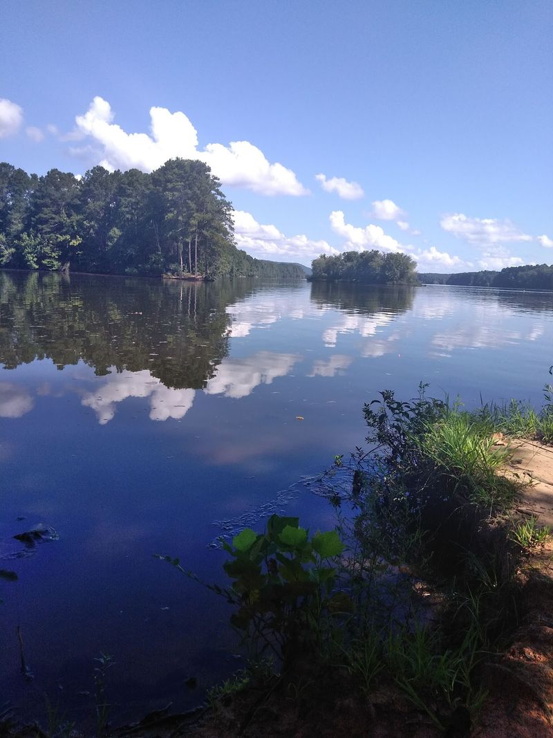 Meet The Green Troublemaker Called Hydrilla