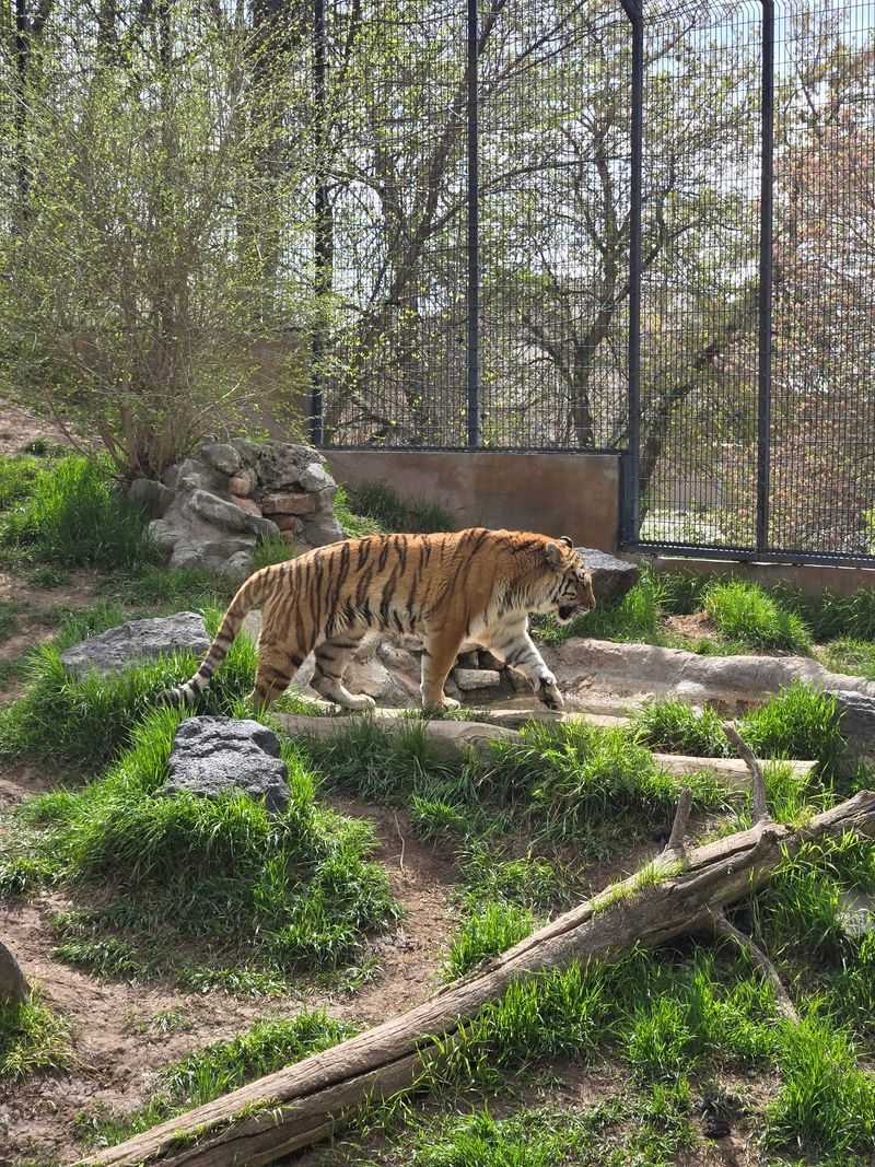 This Idaho Zoo Lets You See The State's Wildest Animals Up Close - Decor Hint Shady Paths and Crafted Exhibits
