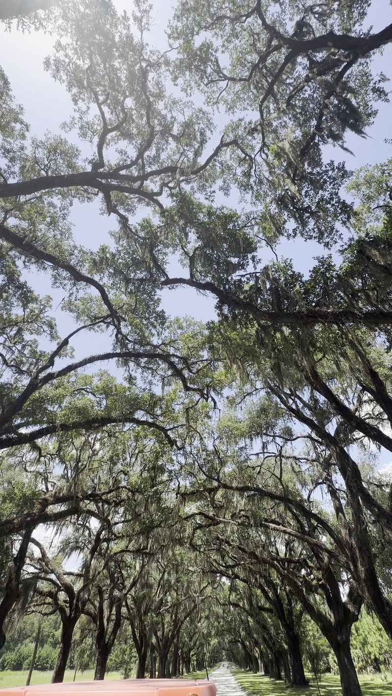 Younger Trees Than You Might Guess