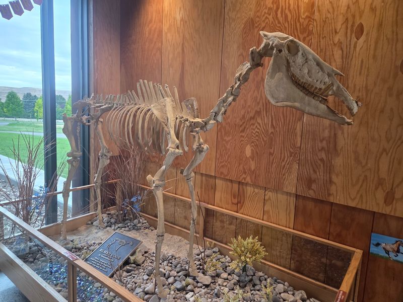 The Zebra-Striped Celebrity Of Southern Idaho