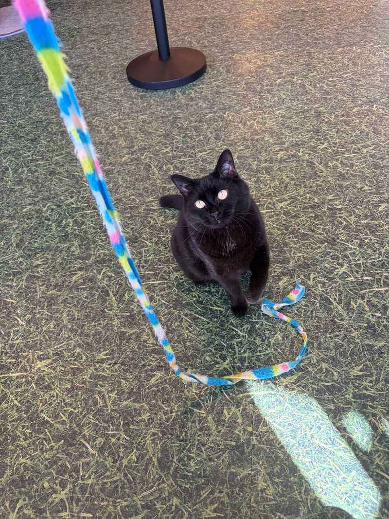 The Cat Crew Runs The Show, And They Know Their Stuff