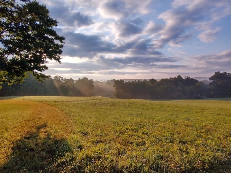 This Nearly 800-Acre Connecticut State Park Feels Almost Completely Forgotten - Decor Hint Spring Wildflowers Show Up With The Best Names Ever
