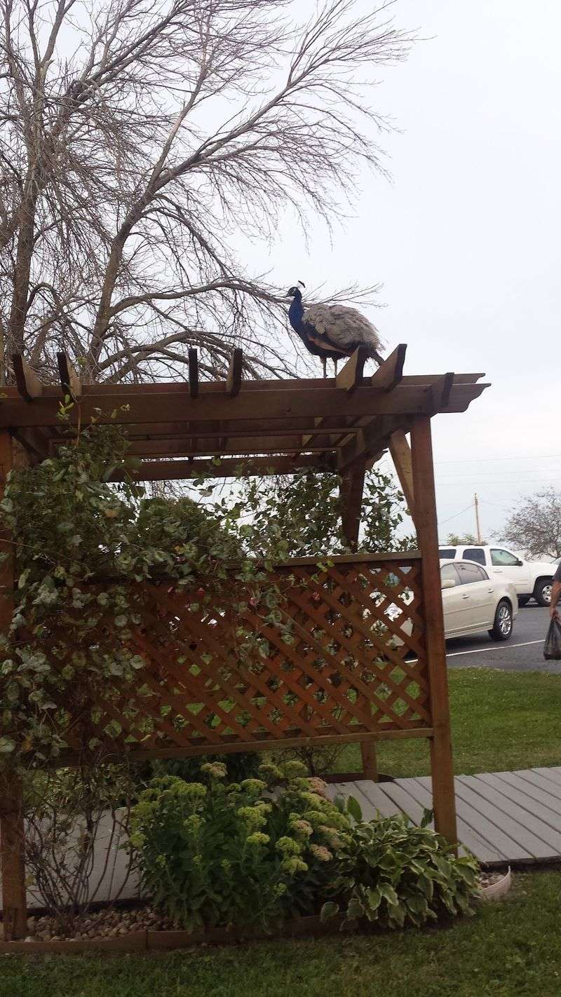 The One-Of-A-Kind Restaurant In Illinois Where Dinner Happens Inside An Old Dairy Barn - Decor Hint Peacocks Might Upstage Your Appetizer