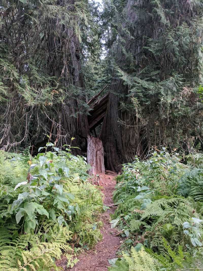 This Idaho Forest Lets You Walk Among Cedars That Were Already Growing Centuries Before Statehood - Decor Hint Ferns So Big You Might Glance Around For Dinosaurs