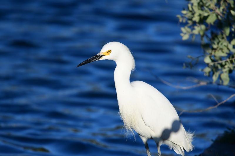 Birdwatchers Have Plenty To Look For