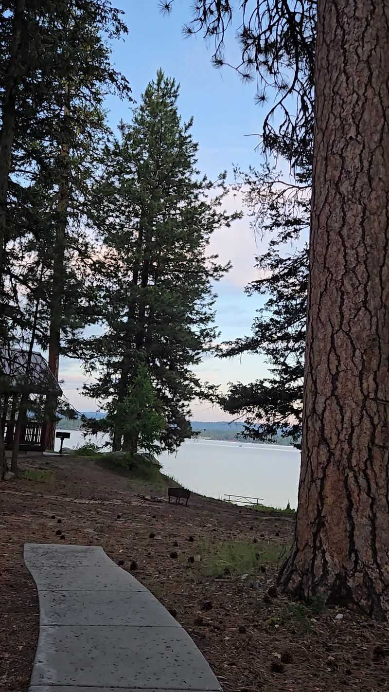 Why These Pine Trees Smell Like Dessert