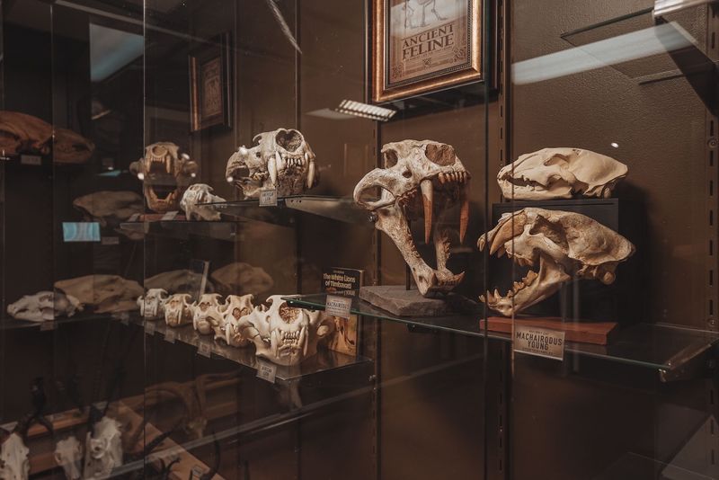 This Michigan Museum Has A Petrified Fairy, Chupacabra Skull, And Thousands Of Strange Little Treasures - Decor Hint The Chupacabra Skull Is Exactly As Weird As It Sounds
