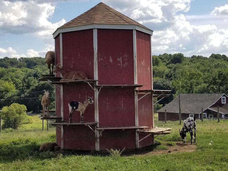 Here Are 8 Pennsylvania Ice Cream Dairies Where The Cows Are Right Out Back - Decor Hint Baily's Dairy