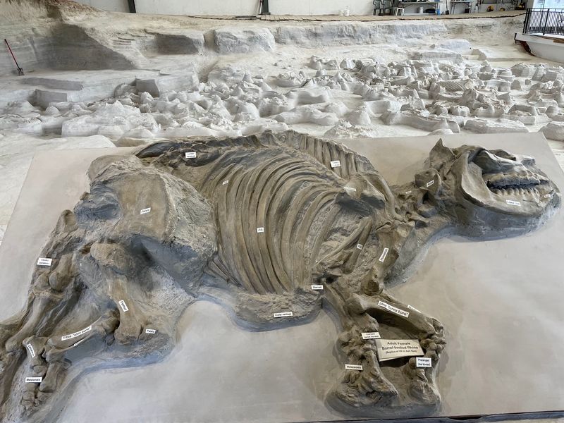 The 1971 Discovery That Started With A Rhino Skull