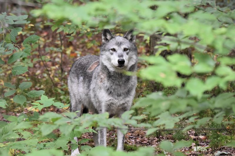 Meet The Furry Residents
