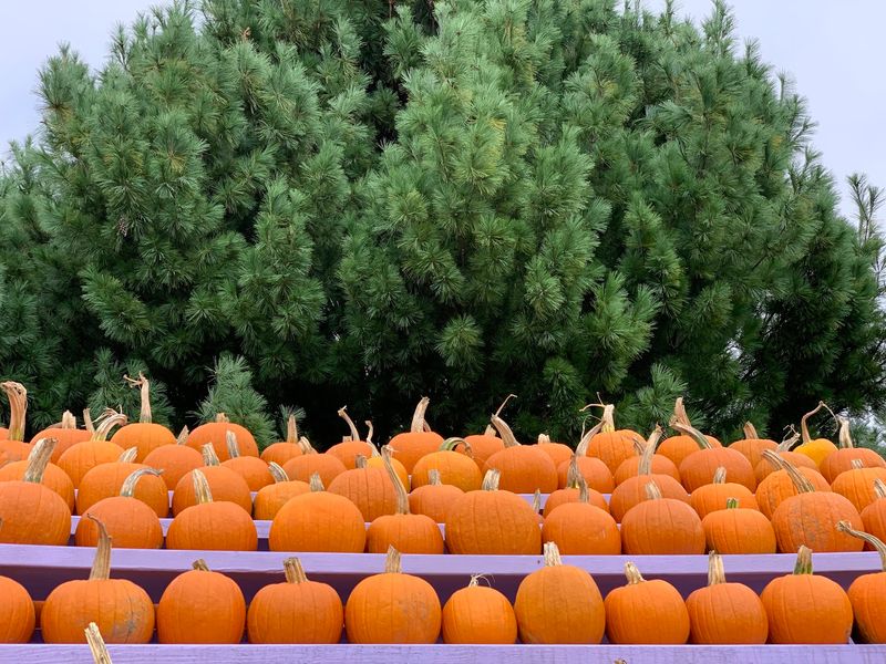Pumpkins Come In Unexpected Shapes And Sizes