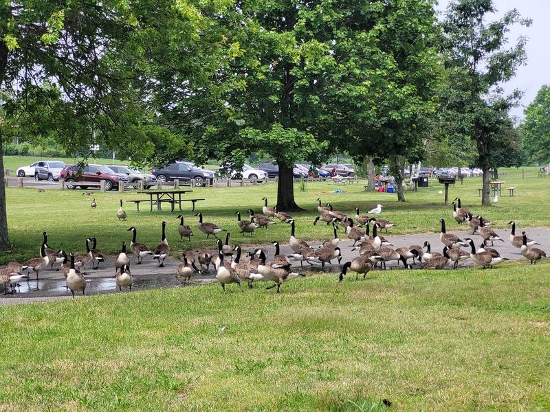 Live Animals And A Three Sisters Garden Await Curious Kids