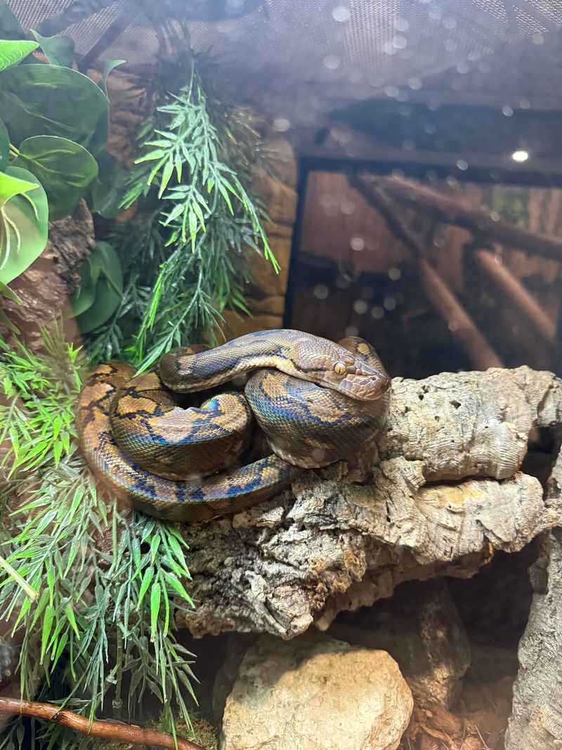 From Reptile Rescue To Full-Blown Zoo