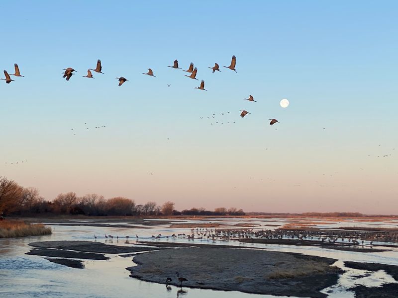 Over 400,000 Sandhill Cranes Roost At This Nebraska Sanctuary And Viewing Blinds Book Up By Winter - Decor Hint Why the Platte River Turns Into Crane Central Every Spring