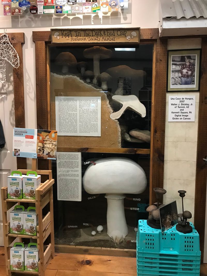 Grow Your Own Shiitake On The Kitchen Counter