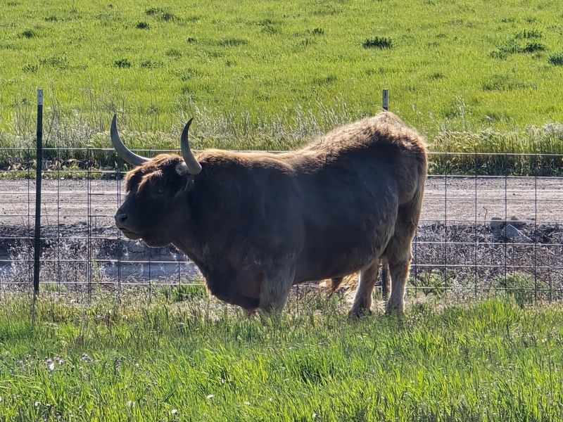 The Ancient Breed With Bangs That Fell For Idaho