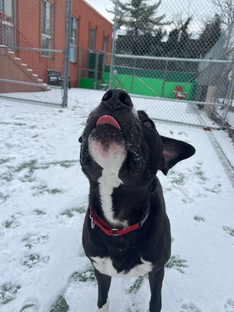 This Connecticut Animal Shelter Gives Abandoned And Senior Dogs A Second Chance At A Loving Home - Decor Hint Six Decades Of Rescues Started With One Determined Woman