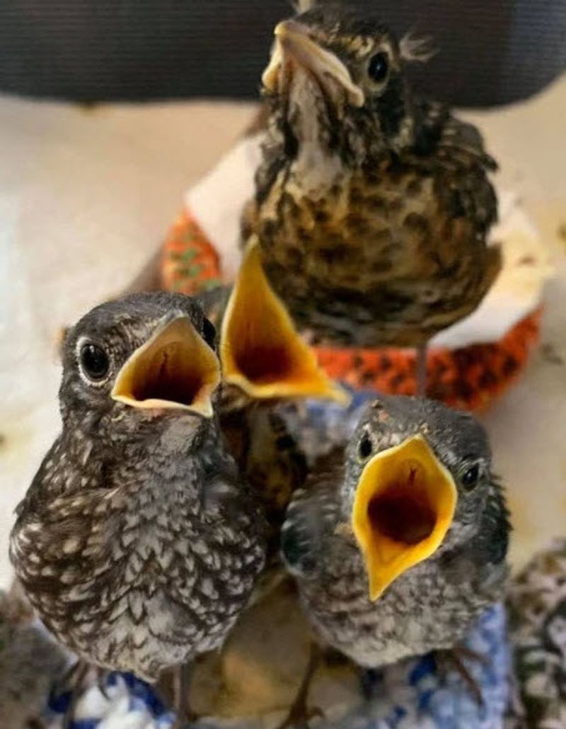 This Georgia Nonprofit Gives Injured Wild Birds A Second Chance At Flying Free - Decor Hint Numbers That Flap Their Wings