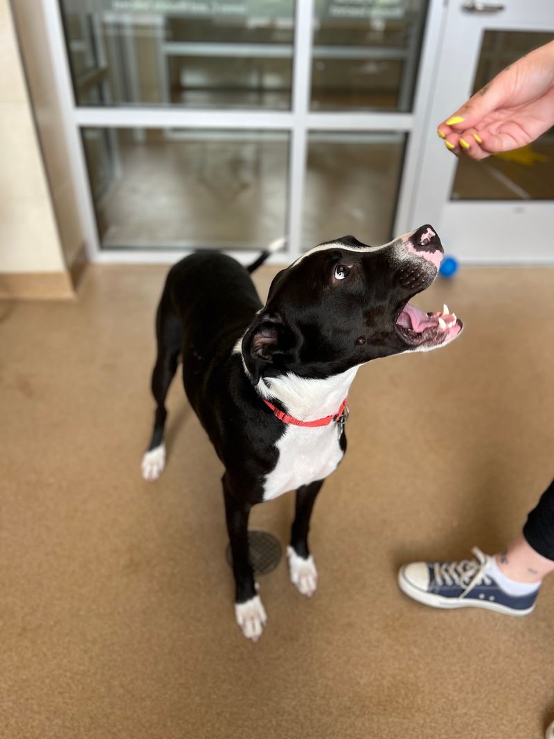 The Bigger Mission Behind Every Kennel Card
