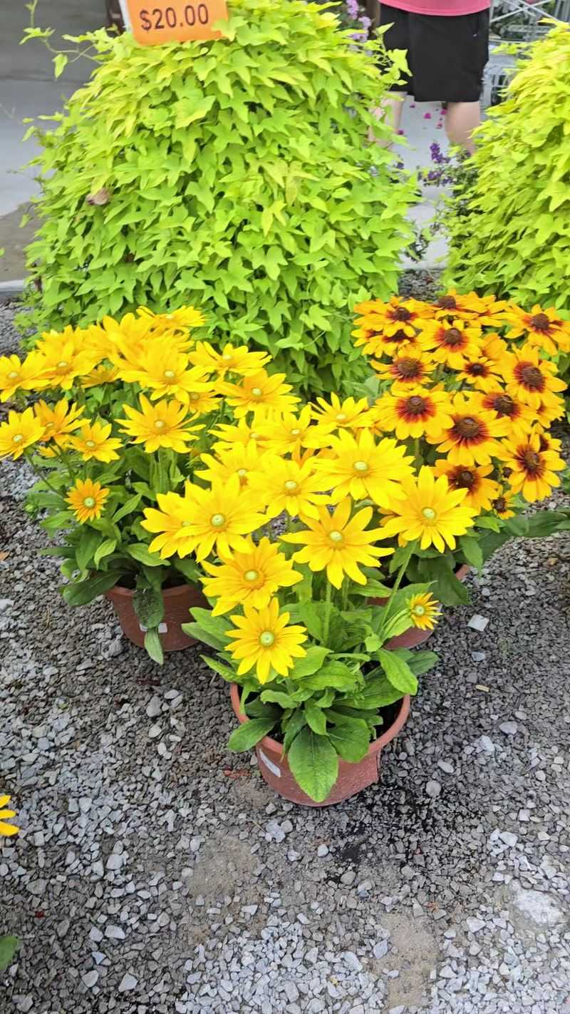 Mum Season Here Turns Your Porch Into A Postcard