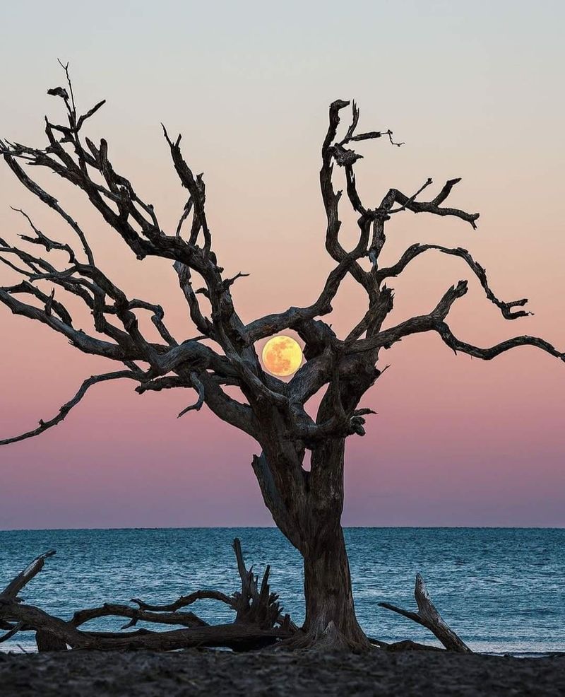 This Georgia Coastal Town Draws So Many Visitors That Finding A Quiet Beach Can Be A Challenge - Decor Hint Bleached Trees On The North End Sand