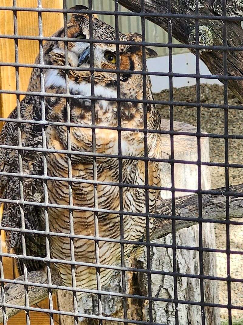 Meet the Owls, Hawks and Eagles With Stories to Tell