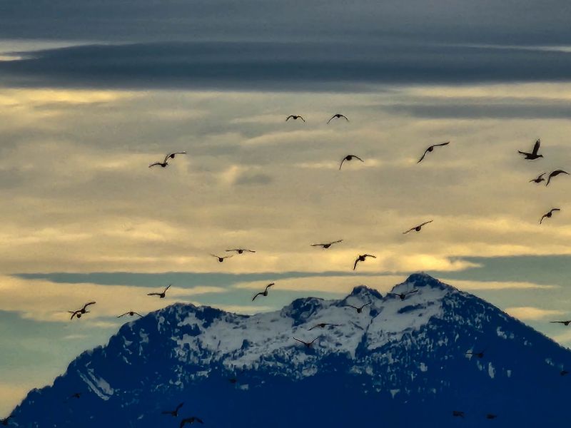 Thousands Of Snow Geese Blanket This Washington Valley Every Fall In A Spectacle You Won’t Forget - Decor Hint Frequent Flyers From The Arctic