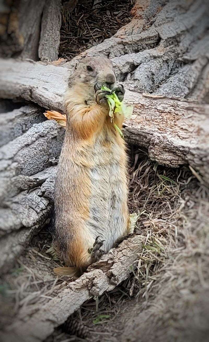 Prairie Dogs Pop Up While A Frog Pond Waits Down The Path