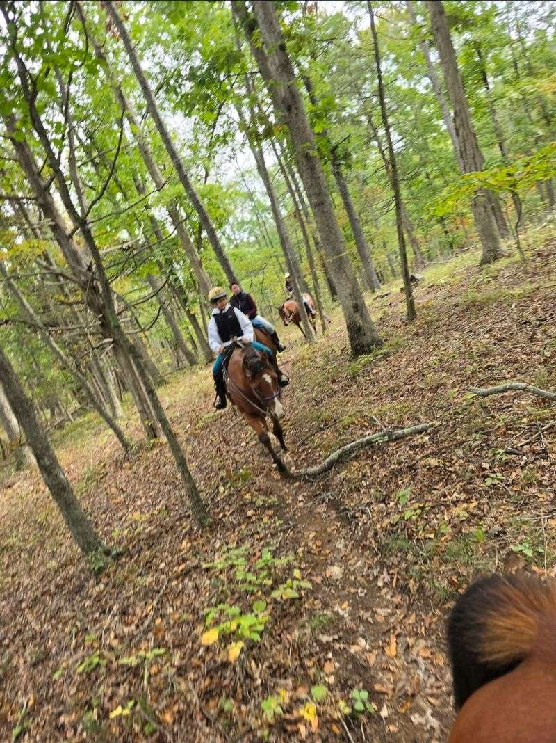 Saddle Up For Forest Trails