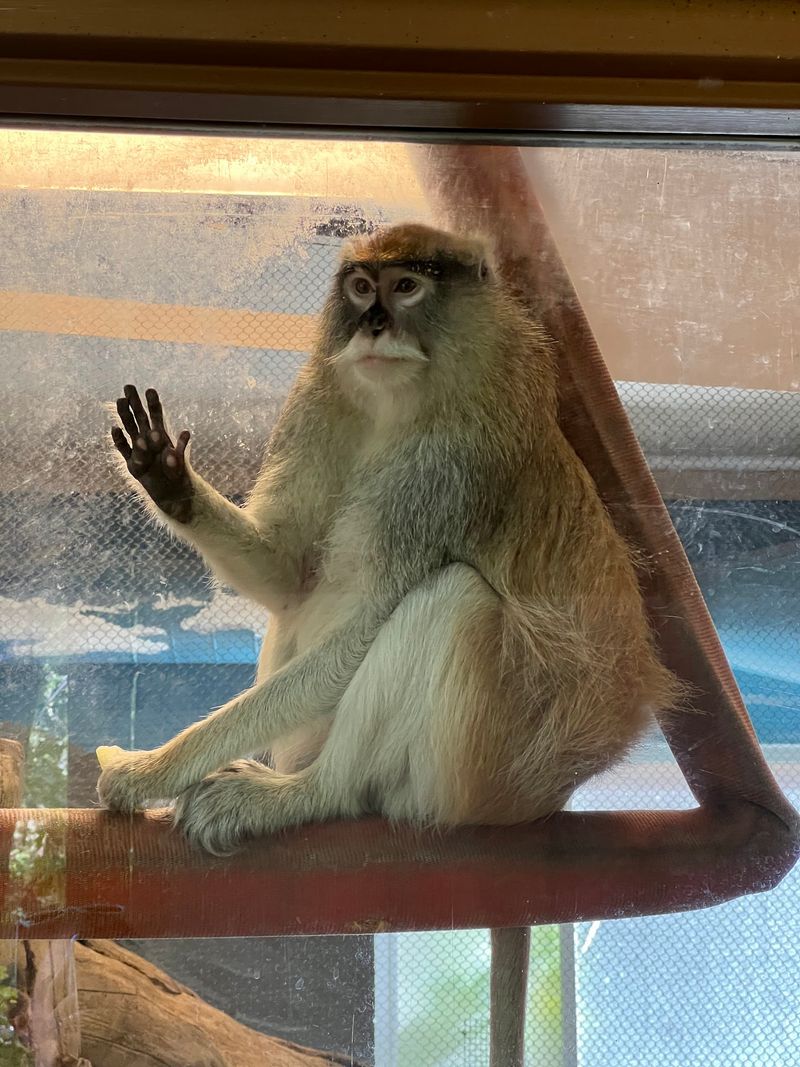 Exotic Birds, a Runaway Monkey, and a Very Unusual Police Assignment