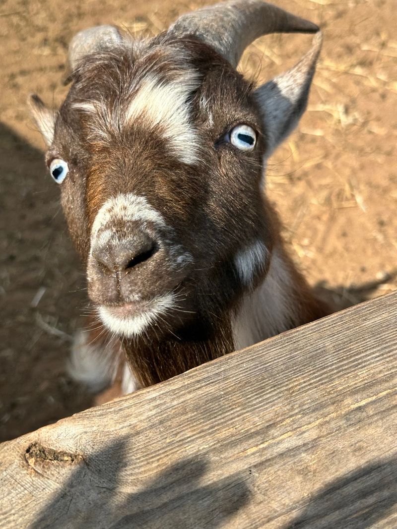 Barnyard Friends With Big Personalities