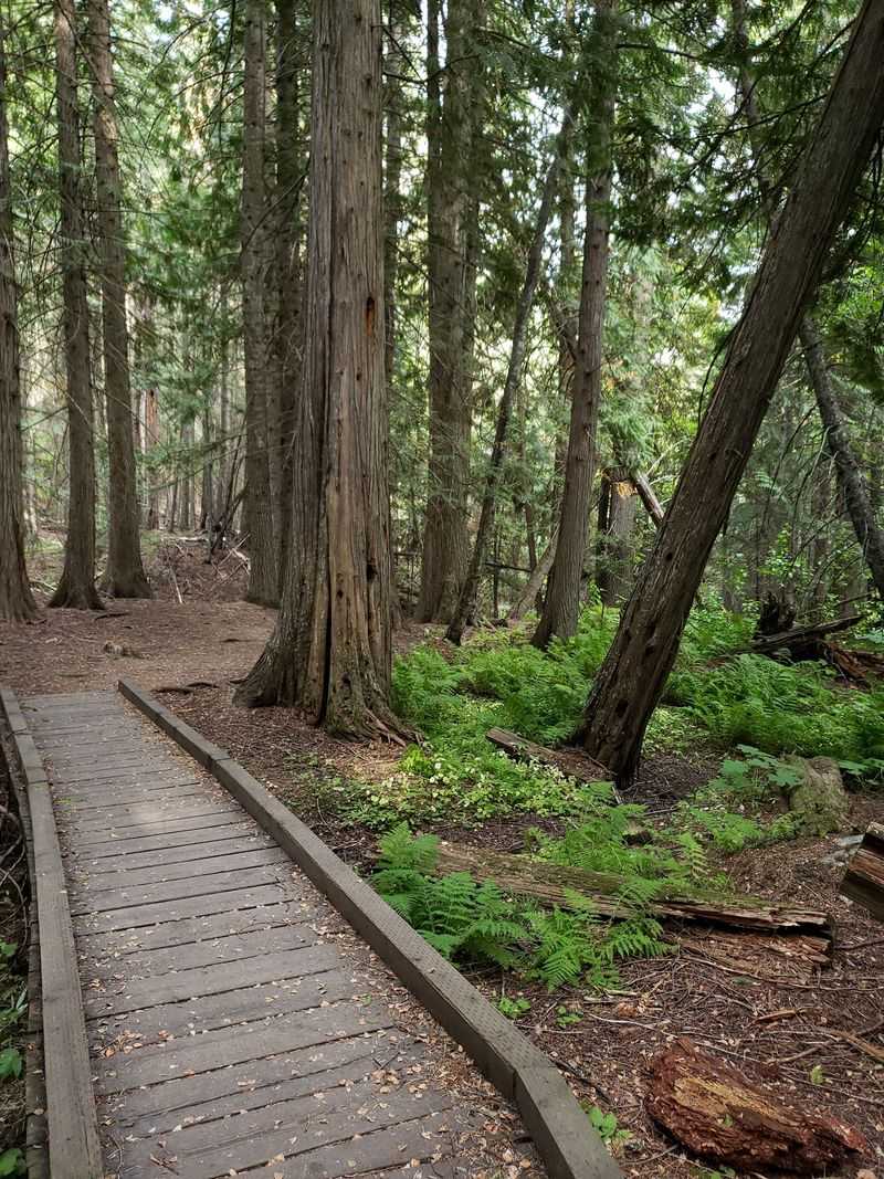 Old Growth And Northern Forest