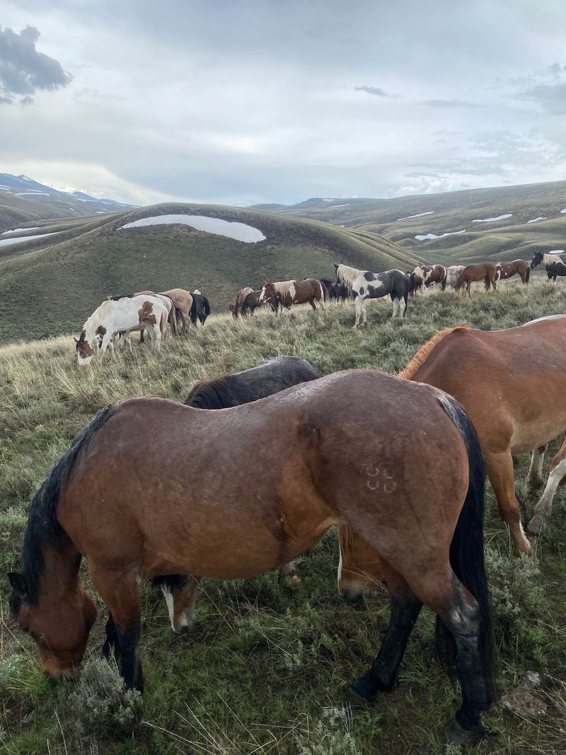 This Idaho Ranch Pairs A Fast Ride Herding About 40 Horses With A Homemade Treat Waiting Afterward - Decor Hint Young Horses With A Real Job To Learn