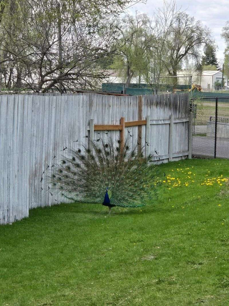 This Idaho Zoo Lets You See The State's Wildest Animals Up Close - Decor Hint Finding Your Way to Rollandet Avenue