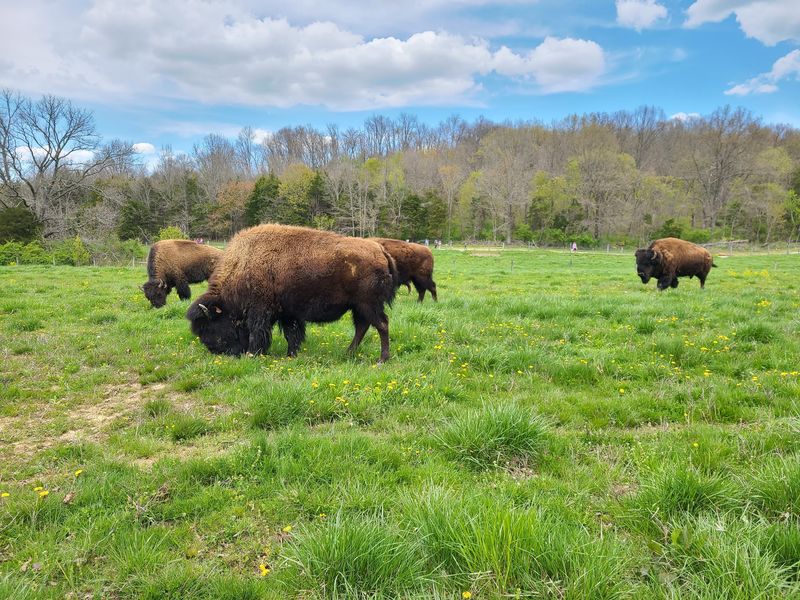 Big Bone Lick State Historic Site